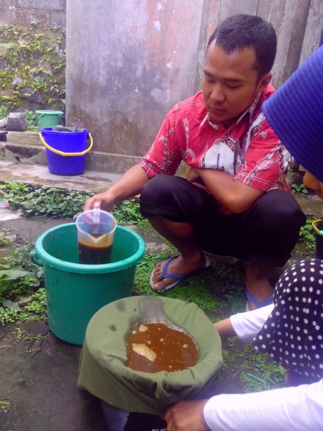 Di tangan dosen UGM ini urin sapi suburkan tanah Merapi