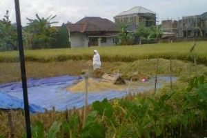 Foto seorang nenek sholat di tengah sawah saat panen bikin haru