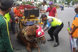 Kasihan, kuda ini kecapekan lalu tiba-tiba terjatuh di aspal