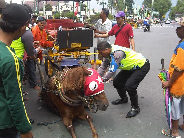 Kasihan, kuda ini kecapekan lalu tiba-tiba terjatuh di aspal