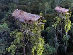 Suku di Papua ini tinggal di rumah pohon tertinggi di dunia, 50 meter