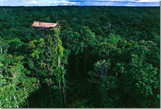 Suku di Papua ini tinggal di rumah pohon tertinggi di dunia, 50 meter
