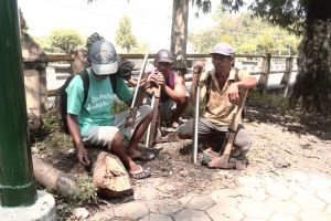 Perjuangan blandong, pantang pulang sebelum nebang