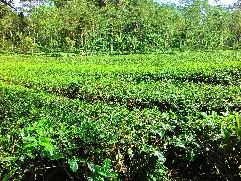 Pergi ke desa wisata ini dijamin pikiran jadi fresh