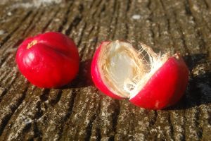 7 Fakta tentang buah Simalakama yang tak kamu ketahui