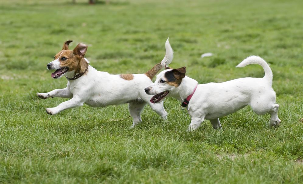 VIDEO: Perdagangan daging anjing dan bahaya rabies di Indonesia