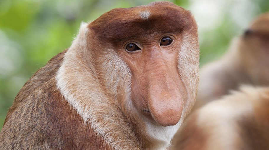 13 Jenis Monyet ini harus kamu tahu karena lucu dan unik banget!
