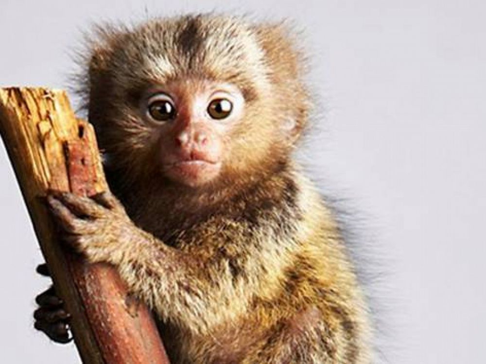 13 Jenis Monyet Ini Harus Kamu Tahu Karena Lucu Dan Unik Banget