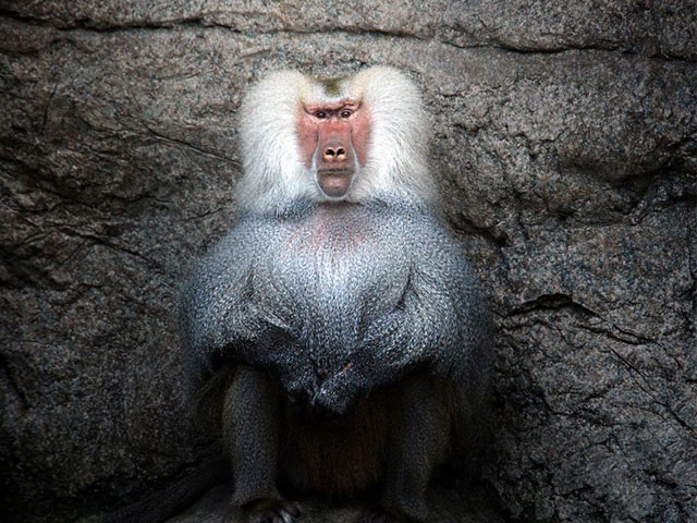 13 Jenis Monyet  ini harus kamu tahu karena lucu  dan unik 