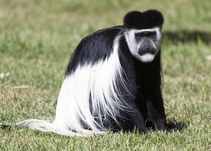 13 Jenis Monyet ini harus kamu tahu karena lucu dan unik banget!