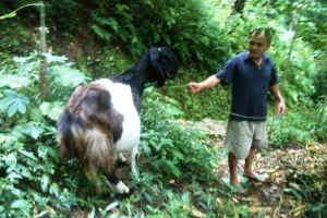 Aneh tapi nyata, kambing hidup tanpa tulang rusuk