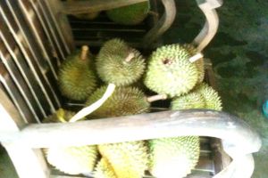 Memanjakan lidah dengan durian Kaligesing