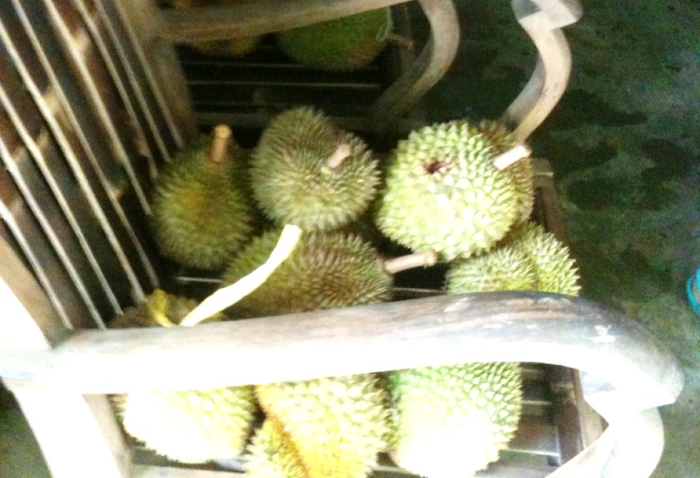 Memanjakan lidah dengan durian Kaligesing