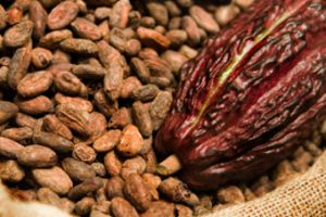 Ternyata kulit dan daging kakao punya daya antioksidan tinggi