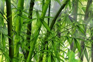 Wow, petani bambu Lebak bisa kantongi pendapatan Rp 15 juta/bulan