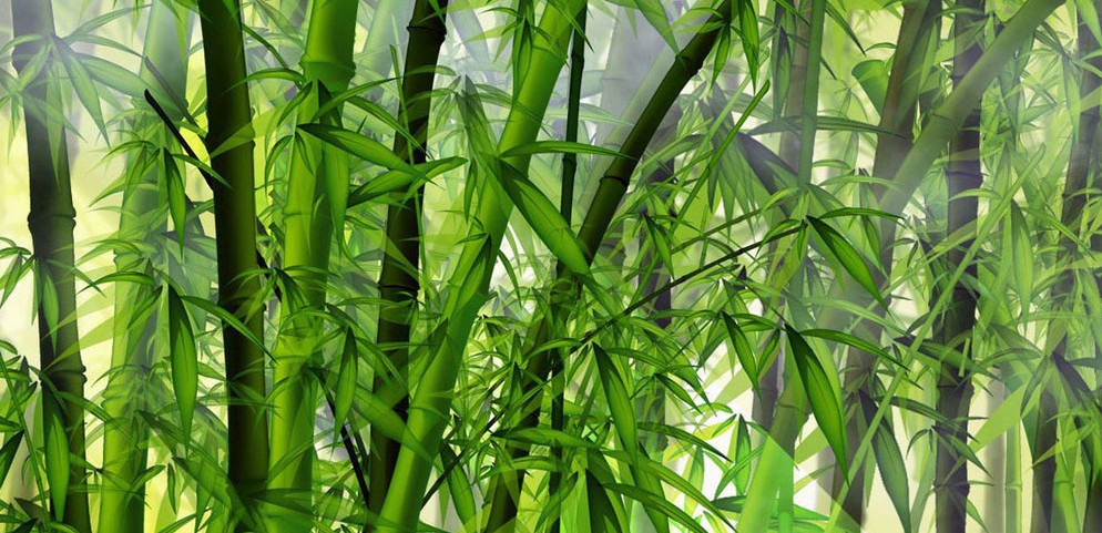 Wow, petani bambu Lebak bisa kantongi pendapatan Rp 15 juta/bulan