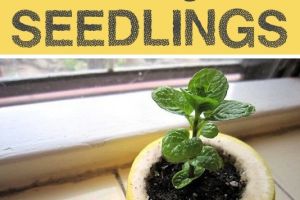 Di luar dugaan, benda-benda ini ternyata bermanfaat untuk berkebun