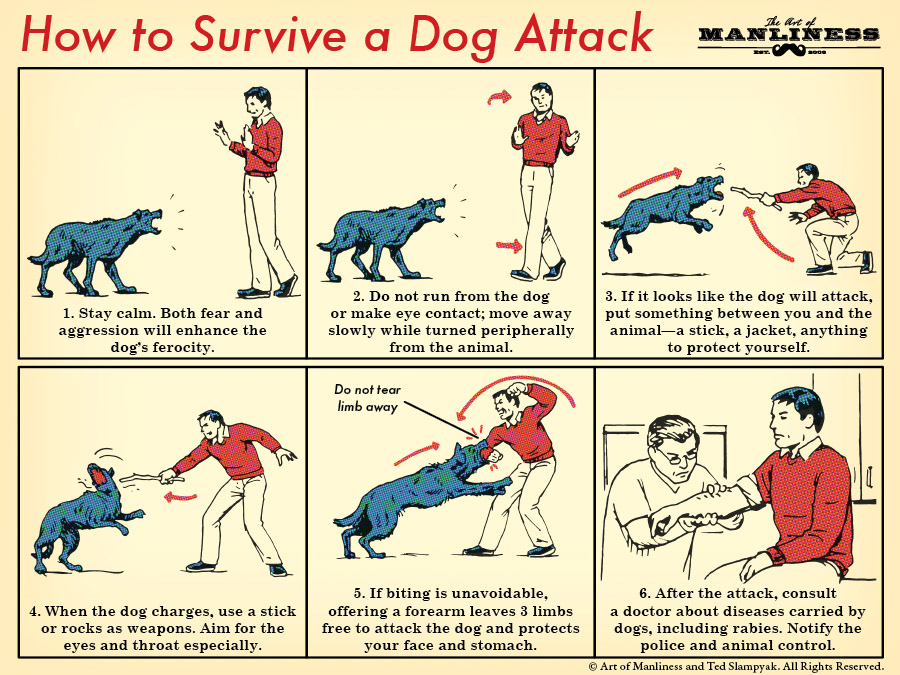 Ini langkah-langkah efektif menghadapi serangan anjing