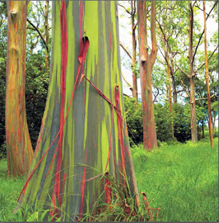Ajaib, pohon berbatang pelangi ini ada di Indonesia