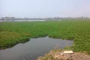 Kamu peduli lingkungan? Ayo atasi pencemaran dengan tanaman ini