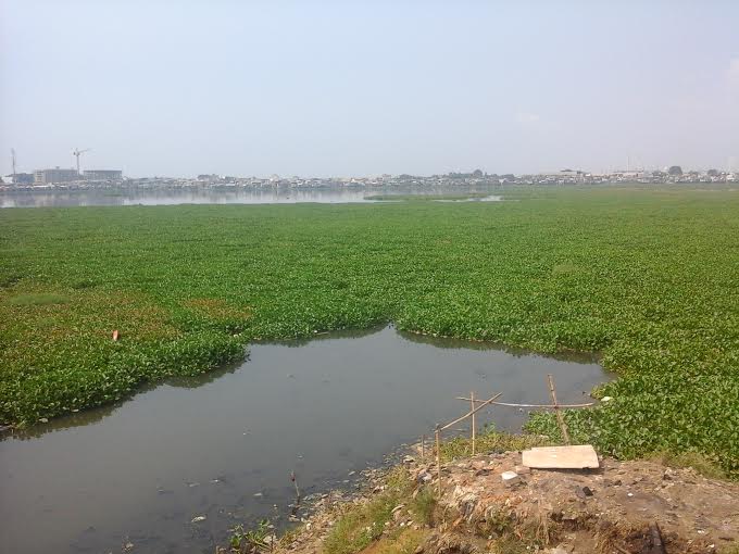 Kamu peduli lingkungan? Ayo atasi pencemaran dengan tanaman ini