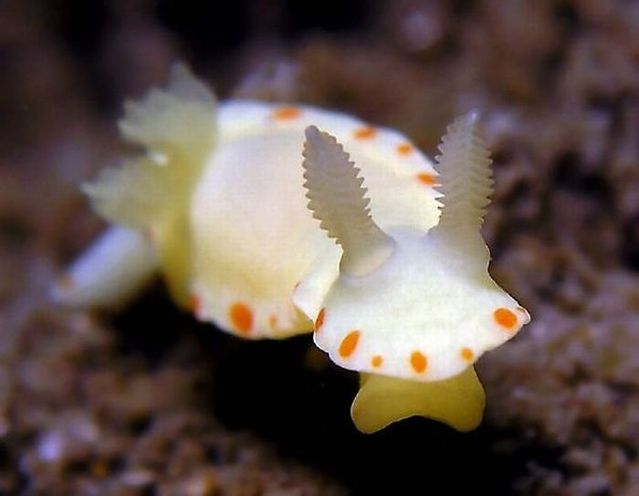 Mahasiswa UGM manfaatkan kelinci laut jadi obat antikanker, top!