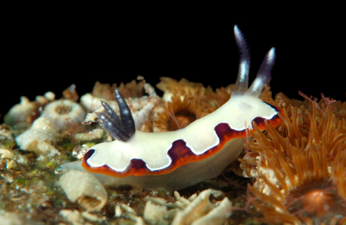 Mengenal hewan lucu kelinci laut, si penangkal bakteri dan kanker