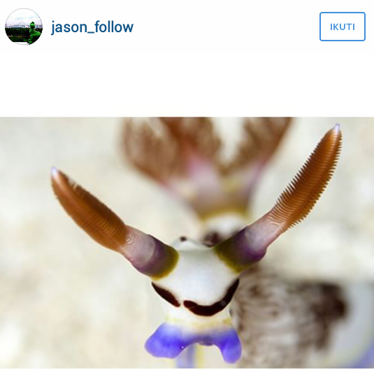 FOTO: Kelinci laut yang bikin gemes