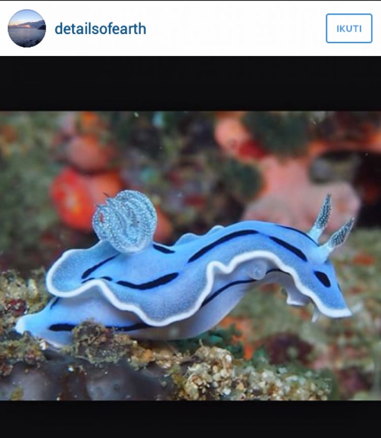 FOTO: Kelinci laut yang bikin gemes