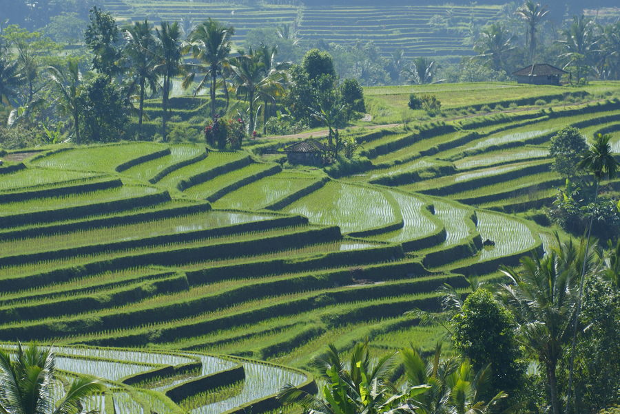 Gara-gara Subak petani di Bali menjadi sangat religius