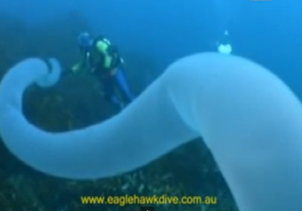 Seram, hewan raksasa berbentuk pipa ditemukan di dasar laut