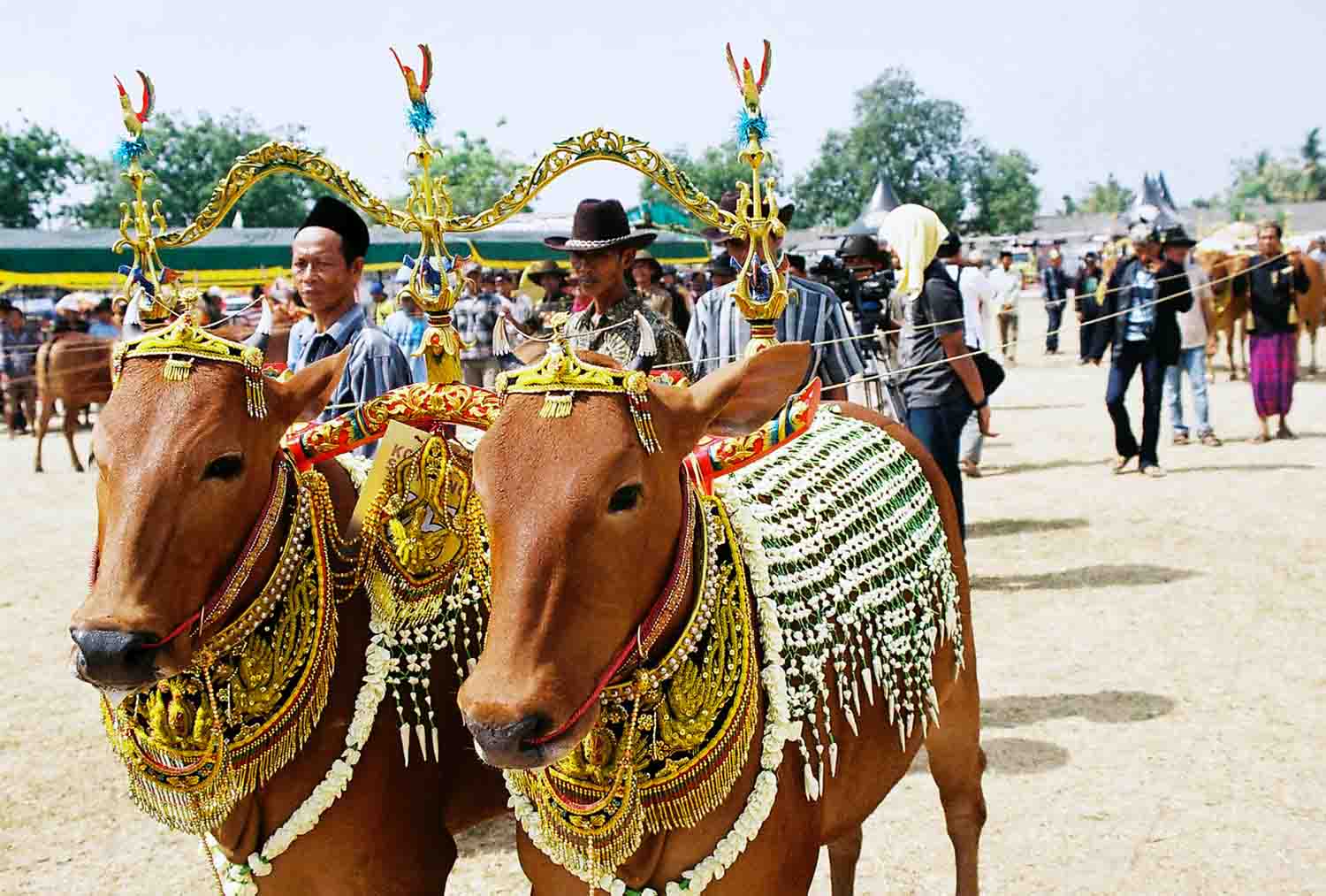 Wow, ternyata di Indonesia ada kontes kecantikan sapi lho