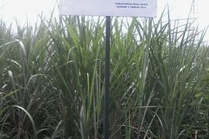 Tangkap pembuang sampah sembarangan di desa ini, dihadiahi Rp 200 ribu