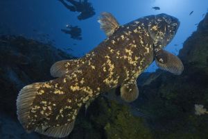 Diperkirakan punah 60 juta tahun lalu, ikan ini nongol di Indonesia