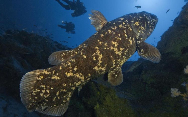 Diperkirakan Punah 60 Juta Tahun Lalu Ikan Ini Nongol Di Indones