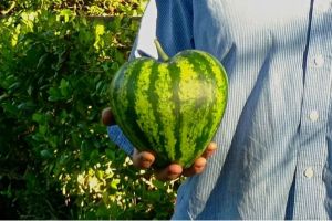 Uniknya buah-buah ini, berbentuk kotak hingga menyerupai patung Budha