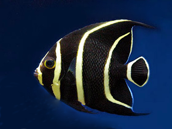 7 Hewan ini punya sifat setia bahkan melebihi manusia, lho!