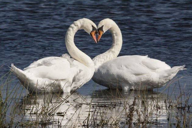 7 Hewan ini punya sifat setia bahkan melebihi manusia, lho!
