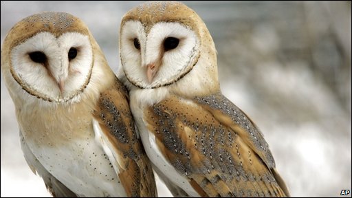 7 Hewan ini punya sifat setia bahkan melebihi manusia, lho!