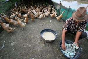 Suka makan telur bebek? Ini 6 fakta yang belum banyak kamu tahu