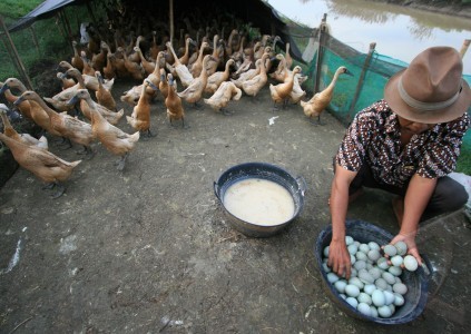 Suka makan telur bebek? Ini 6 fakta yang belum banyak kamu tahu