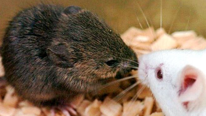 Fakta unik: Tikus jantan nyatakan cintanya ke betina lewat lagu cinta!