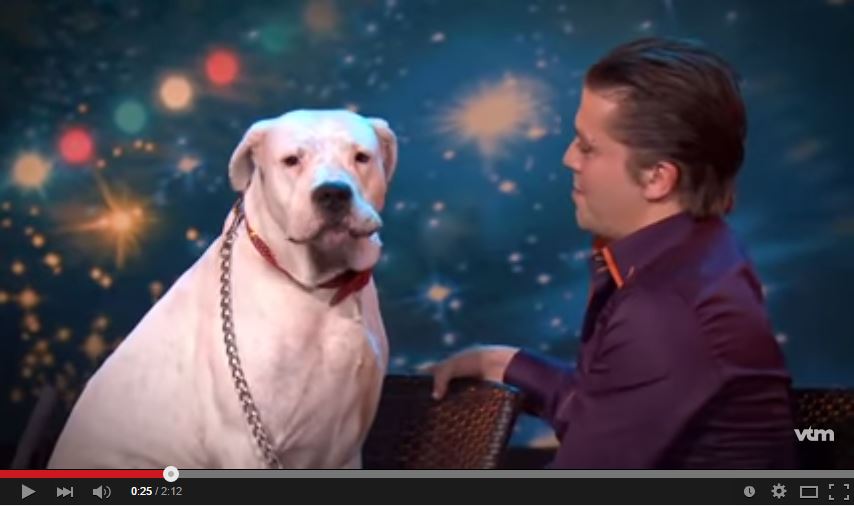 VIDEO: Anjing ini bisa nyanyi 'I Will Always Love You', Gokil banget!