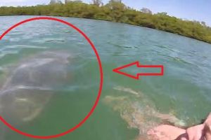 Rekam hewan raksasa mirip dugong pakai tongsis, wanita ini ketakutan