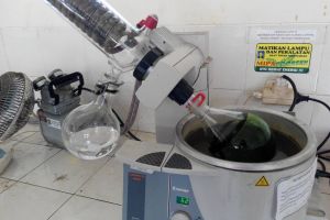 Mahasiswa UII ciptakan obat diabetes dari daun kemangi