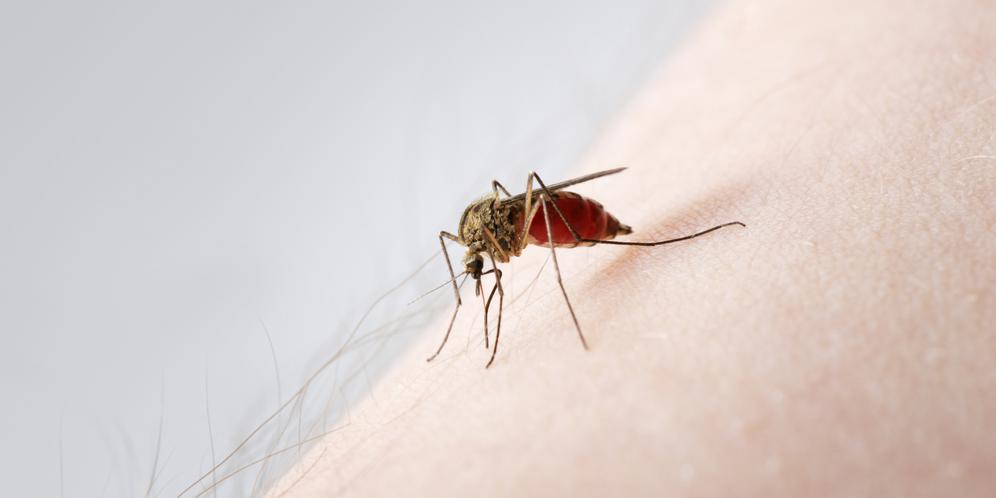Ternyata nyamuk  suka menggigit orang dengan gen khusus dan 