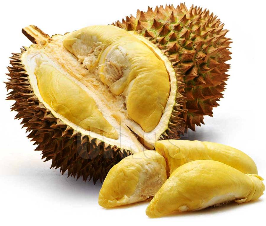 Ini nih yang bikin durian baunya tajam banget