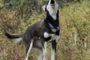 7  hewan ini mistis dan bisa menjadi pertanda sesuatu, percaya?