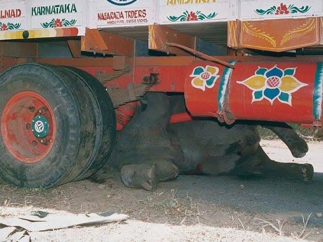 Aneh! Bagaimana bisa gajah sebesar ini dilindas truk