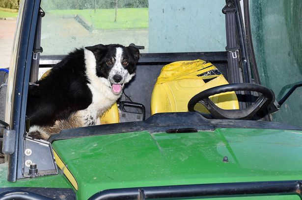 Aneh tapi nyata, anjing mengendarai traktor di jalan tol Skotlandia